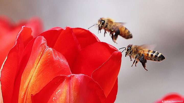 Els científics adverteixen que la pèrdua de biodiversitat amenaça la vida humana