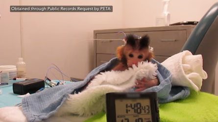 A baby monkey wrapped in a towel with wires attached to its head, in a laboratory