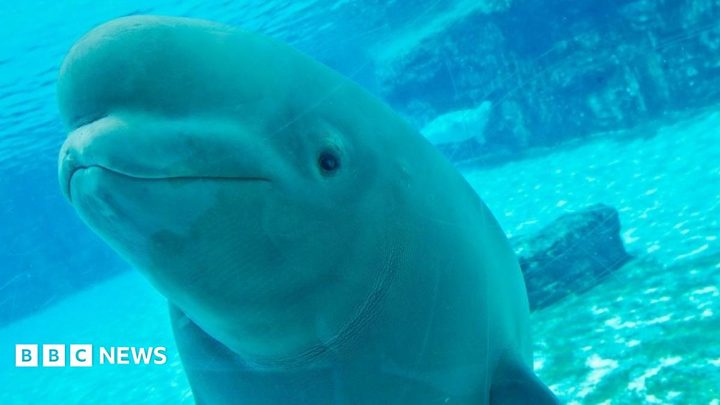 Una beluga és traslladada des de Marineland cap a una nova llar.