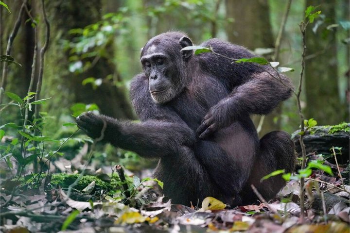 Un estudi apunta a un virus com a possible causa de les diferències cerebrals entre humans i ximpanzés