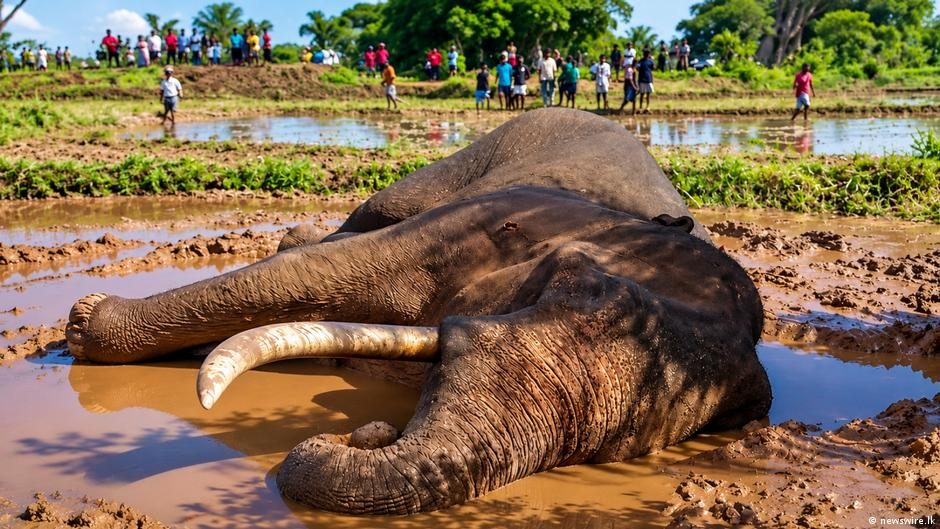 An elephant behind an electric fence