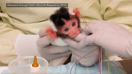 A very young monkey with wires attached to its head sits held in gloved hands near a baby bottle