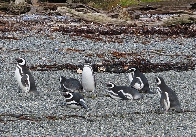 Pingüinos en Tuckers.