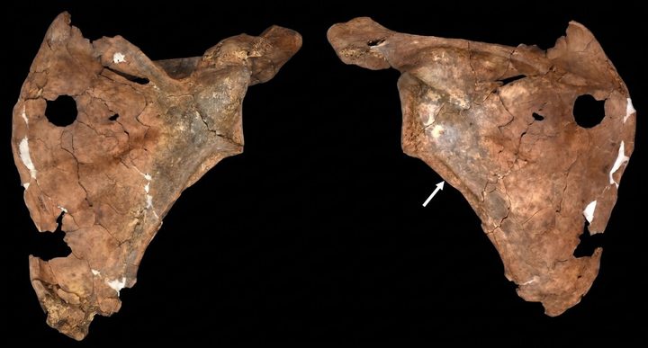 Restes de fa 75.000 anys a la cova de Shanidar revelen violència i cures entre neandertals